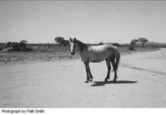 Photograph by Patti Smith